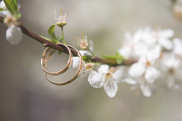桜の木に添えた指輪